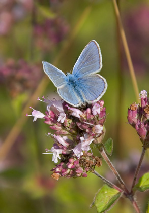 Common Blue 2 DM0073